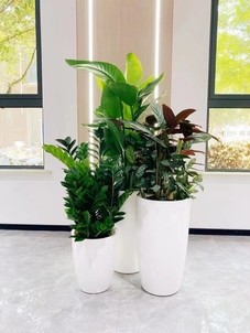 慈溪绿植出租方案